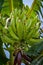 Large bunch of young green plantain on tree