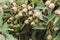 Large bunches of brown lush native Australian gumnuts and leaves on a gum tree in a garden on a hot summer day, Australia