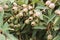 Large bunches of brown lush native Australian gumnuts and leaves on a gum tree in a garden on a hot summer day, Australia