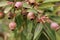 Large bunches of brown lush native Australian gumnuts and leaves on a gum tree in a garden on a hot summer day, Australia