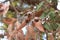 Large bunches of brown lush native Australian gumnuts and leaves on a gum tree in a garden on a hot summer day, Australia