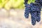 Large bunches of perfect black grapes off center with blurred warm vineyard background