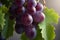 Large bunches of red wine grapes close up