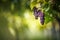 Large bunches of red wine grapes hang from an old vine