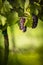 Large bunches of red wine grapes hang from an old vine