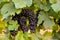 Large bunches of wine grapes