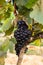 Large bunches of wine grapes