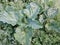 Large burdock leaves, top view, detailed background