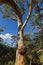 Large Burl burr forming on Eucalyptus gum tree trunk in Freyci