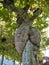 Large burl on plane tree