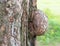 Large burl on a tree trunk