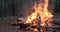 Large burning fire in the forest in cloudy weather. Low angle view to the fire with large flames. Burning fire of large logs on an