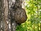 A large burr on a birch tree trunk, suvel disease, birch chaga