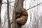 A large burr or burl on the trunk of a birch in the forest