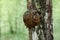 A large burr or burl on the trunk of a birch tree