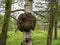 Large burr on a silver birch tree trunk