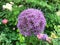 Large Bursting Purple Flower in Garden