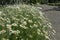 A large bush of blooming daisies near an asphalt road