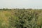 A large bush of burdock in the field