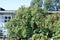 Large bush climbing roses on a trellis