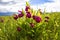 Large bush Cypripedium calceolus on sunny summer day, Tunkinskaya valley, Buryatia, Russia