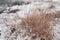 Large bush of dry grass under white clear snow