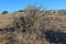 Large bush of dry plants