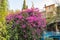 Large  bush with pink flowers in the Gardens Almona collection, in the rays of the setting sun, in the Druze village of Julis in