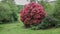 Large bush of pink rhododendron.