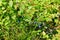 A large Bush of ripe bilberry close up under sunlight