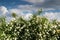 Large bush of white roses against a blue sky with clouds