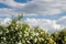 Large bush of white roses against a blue sky with clouds