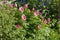 Large bush of a wild pink simple peony of Maryin root lat. Paeonia anomala blooms in the garden