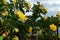 Large bush of yellow roses against the blue sky and delicate white clouds