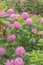 Large bushes of alpine rose. The pink rhododendron has blossomed