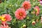 Large bushes of blooming wet pink dahlias