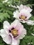 Large bushes of peonies with large white flowers