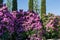 Large bushes of Rhododendron  `Roseum Elegans` hybrid catawbiense pink purple flowers blossom in Public landscape city park