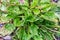 A large bushy plantain Bush. A perennial herb, a common semi-shrub with broad green leaves, has healing