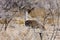 Large Bustard, Ardeotis kori, in the bush Namibia