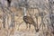 Large Bustard, Ardeotis kori,in the Etosha National Park, Namibia