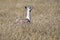 Large Bustard Ardeotis kori, in high grass in Etosha National Park, Namibia