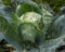 Large cabbage on a bed in a peasant garden on a bright Sunny day