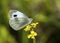 Large cabbage white butterfly on the bunch of brassicae flower