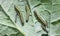 Large cabbage white butterfly caterpillars on a brassica leaf UK