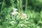 Large cabbage white butterfly flying in spring greenfield