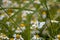 Large cabbage white butterfly sits on a camomile flower