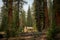 Large Cabin In A Grove of Sequoia Trees