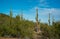 Large cacti in Arizona against a blue sky, desert landscape. Saguaro Cactuses (Carnegiea gigantea