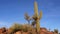 Large cacti in Arizona against a blue sky, desert landscape. Saguaro Cactuses Carnegiea gigantea in desert, USA